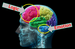 Logical vs. Emotional Decision-Making Part of the Brain